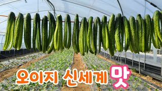 오이 신세계 맛^^  이렇게 담았더니 ? 대~박