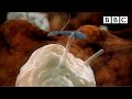 Sperm attacked by woman's immune system | Inside the Human Body - BBC