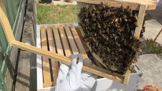 Bees Inspection 16112024