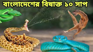 বাংলাদেশে বসবাস করা বিষাক্ত এই সাপ গুলো দেখা দরকার আপনারও। 10 Venomous Snake Living In Bangladesh