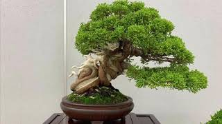 Shugaten Shohin Bonsai Show Japan 2019 Part 2