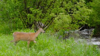 A Deer Pants for a Stream