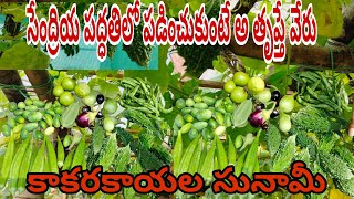 Harvesting in my garden!సేంద్రియ పద్ధతిలో పండిచుకుంటే అ తృప్తే వేరు