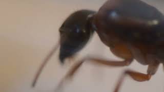 Sugar ants. (Camponotus Consobrinus) Short film.  HD 1080p