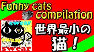 Funny cats 猫 ▼世界最小！『クロアシネコ』▼