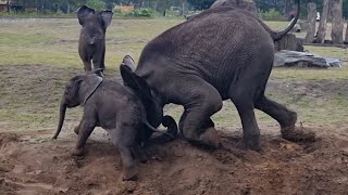 Elephant attacks baby Elephant