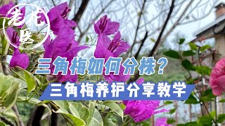 【养花实战教学】三角梅如何分株？三角梅入盆教学 How to seperately repot Bougainvillea?