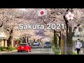 Sakura-lined Street in Ashiya, Hyogo