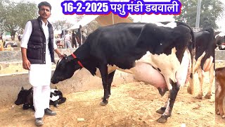 16-2-2025 पशु मंडी डबवाली गाय की सबसे बड़ी मंडी #rajusirsa