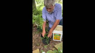 MycoRoots Mycorrhizae - Application Methods