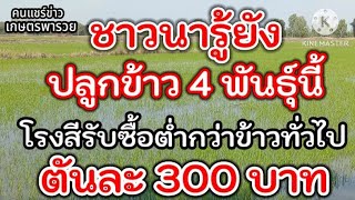 ชาวนารู้ยัง ปลูกข้าว 4 สายพันธุ์ โรงสีรับซื้อต่ำกว่าข้าวทั่วไปตันละ 300 บาท