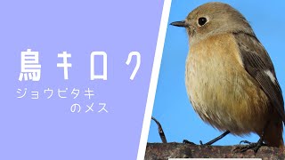 【鳥キロク】毛並みがふわふわのジョウビタキのメス