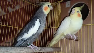 Cockatiel bird | Breeding pair | bird vlog | #delhi #cockatiel #birds #vlogs #cocktail