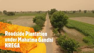 Roadside Plantation under Mahatma Gandhi NREGA