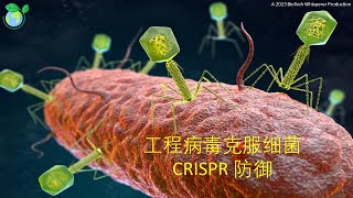 CRISPR系统用作细菌学的透视概述 (Chinese) Explained