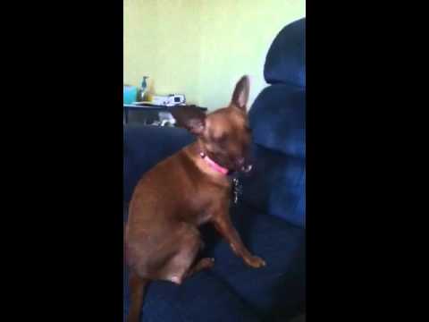 My dog licking the air My dog licking the air