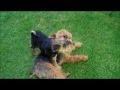 Welsh Terrier Gracie playing with 3 mth old puppy!