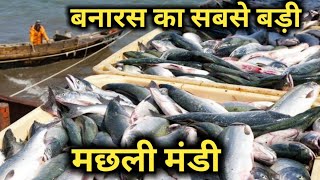 बनारस का सबसे बड़ा fish बाजार | Big Fish Market Varanasi | #vlog1