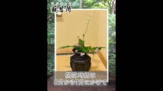 【薮茗荷(ヤブミョウガ)】今日の花 #shorts #茶道 #茶花