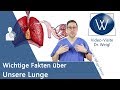 Unsere Lunge: Anatomie, Aufbau & die Physiologie der Atmung verstehen - Wichtige Lungenerkrankungen
