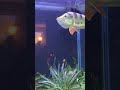 Arowana and peacock bass fighting