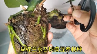 蝴蝶兰用树皮水苔混养栽种过程，水苔养殖容易出现浇水太多烂根