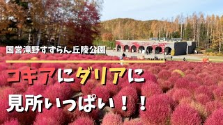 【ガーデニング】私の原点のひとつ。国営滝野すずらん丘陵公園を訪問。コキアにダリアにピアノにハンギングバスケット。見所たくさん。