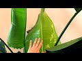 bird of paradise leaf ripped ~what to do if you’re bird of paradise leaf rips unfurling strelizia