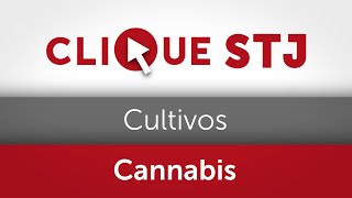 STJ dá salvo-conduto para autorizar o cultivo doméstico de Cannabis com fins medicinais