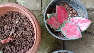 എല്ലാം നല്ല വറൈറ്റി plants ആണ്.Rate വളരെ കുറവും