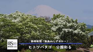 ＜動画deしずおか＋＞ヒトツバタゴ　公園彩る【静岡新聞／アットエス】