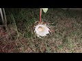 nishagandhi blooming ananthasayanam night blooming cereus epiphyllum oxypetalum timelapse