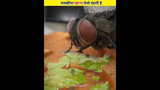 Makkhi ka khana khana toda kejual hai।। #shorts #fly #food #facts #truefact301