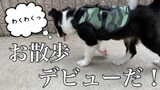 【子犬】初めてのお散歩！と、その前に・・・【ボーダーコリー】