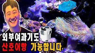 산호어항, 외부여과기로 해수어항 6년운영!  SPS산호도 사육가능합니다. [애니몰로TV]