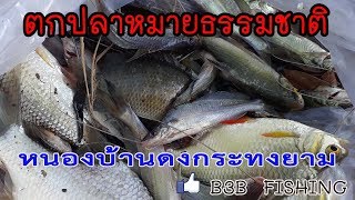 ตกปลาหมายธรรมชาติ หนองบ้านดงกระทงยาม by b3b fishing