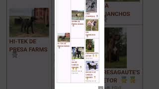 HOW TO LOOK UP YOUR PRESAS PEDIGREE ONLINE