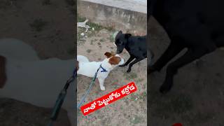 నాతో పెట్టుకోకు కర్రోడ #dog #jackrussell #rocky #funny #talking #video #shorts #ytshorts #cutedog