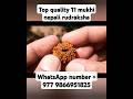 top quality nepali 11 mukhi rudraksha #youtubeshorts #shorts #rudraksha #nepalirudraksha