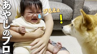 号泣する赤ちゃんをあやして笑顔にするのがプロ過ぎる柴犬