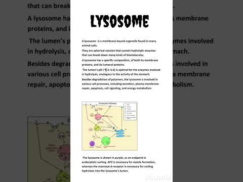 What do lysosomes do and where are they found in the cell?