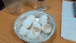 Eggshells