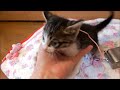 デジカメとひもと子猫 kitten that plays with string and digital camera