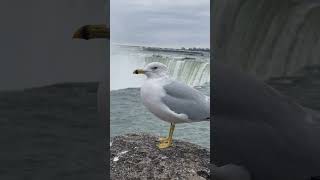 One of the most beautiful video || Niagara Falls #trending #shorts #nature #photography #amazing