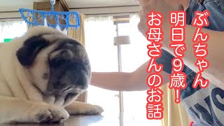 【パグ 】ぶんちゃん明日で９歳！お母さんのお話＃パグ ＃pug＃犬のいる暮らし