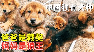 【狼王老郑】爸爸是藏獒，妈妈是狼王，生下9个狼宝宝简直太可爱 | Father is a Tibetan Mastiff