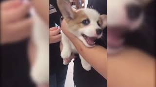 Dogs crying screaming at the vet (try not to laugh!)