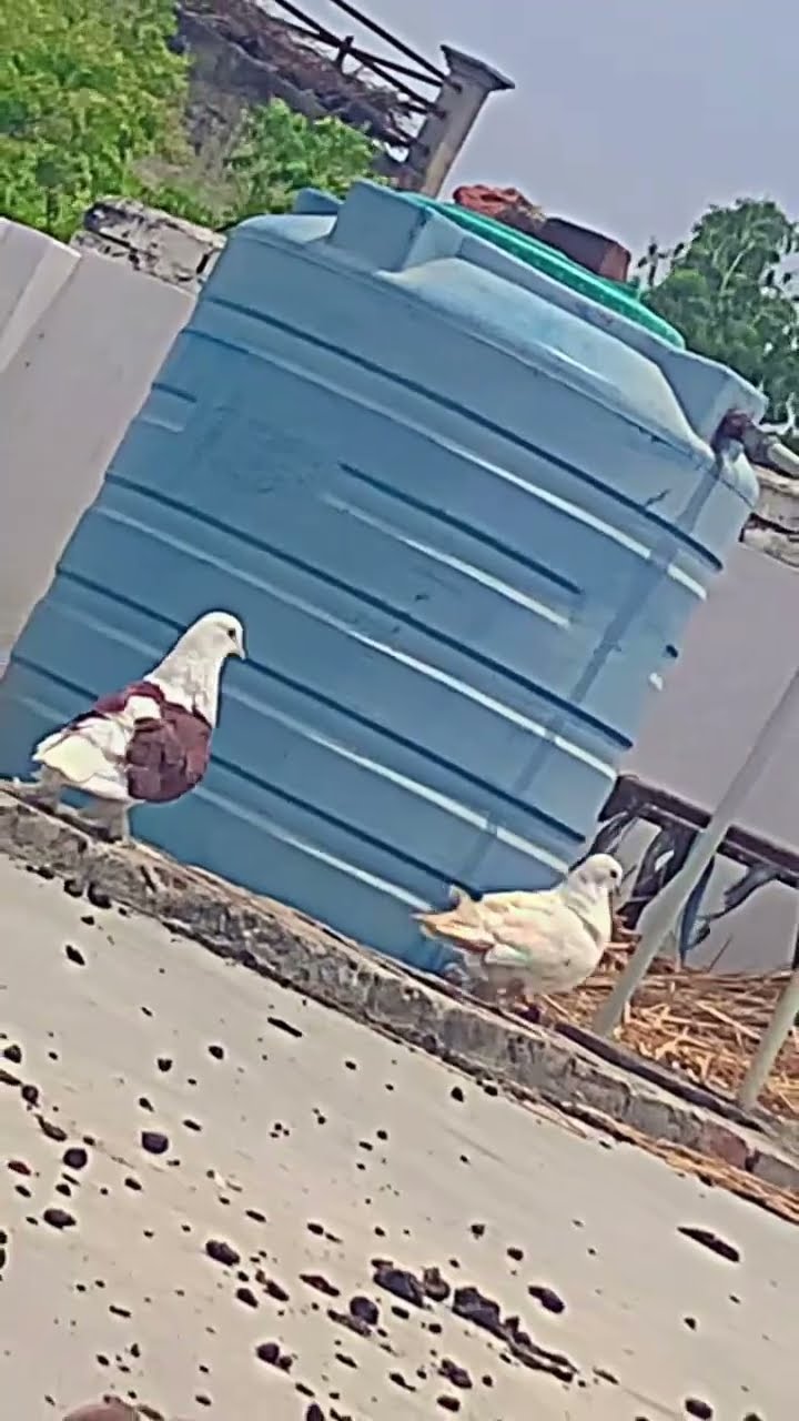 Pigeon Lovers Youtube