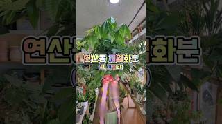 시청 옆 어느 바에서 (ft. 부산 개업 화분 대형 파키라 배송)