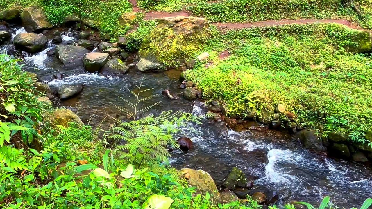 Forest Sounds Woodland Ambience Bird Song Youtube